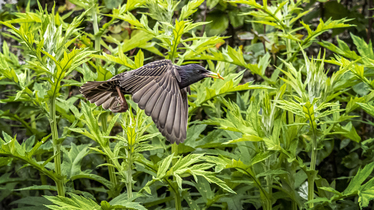 Starling in Flight
